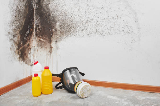 Best Residential Mold Removal  in , HI