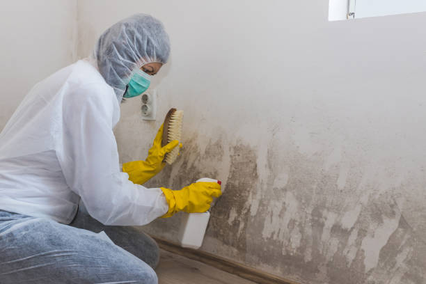 Best Attic Mold Removal  in , HI