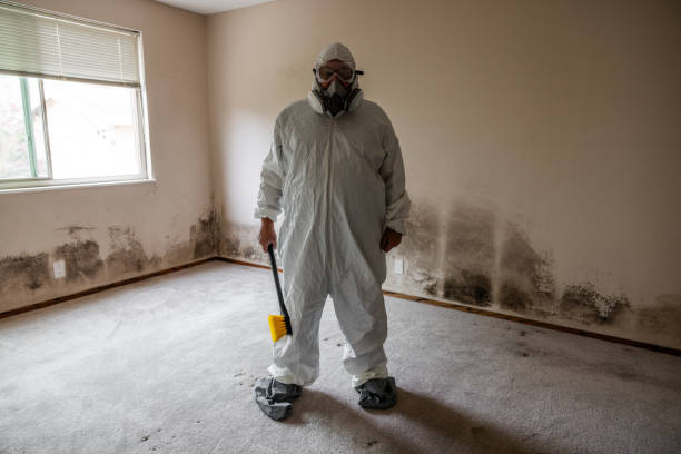 Best Mold Damage Repair  in , HI