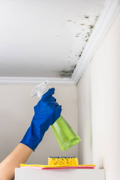 Best Affordable Mold Removal  in , HI
